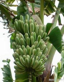 国产成人大香蕉